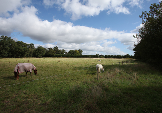 The land view