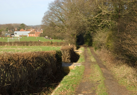 The land view