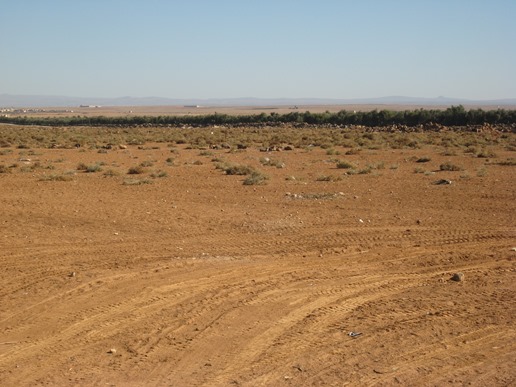 The land view
