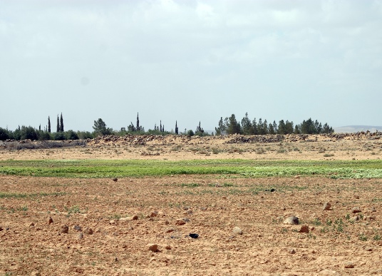 The land view